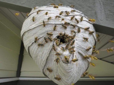 Pest Spotlight - Wasps (Vespula Germanica)
