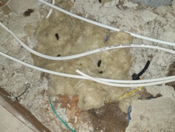 How do I tell the difference between rat and mouse droppings?