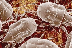 White mites sales