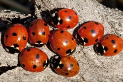 Why do I have ladybirds in my house?