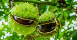 Do conkers keep spiders away?